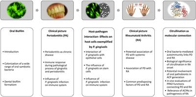 Oral Biofilms from Symbiotic to Pathogenic Interactions and Associated Disease –Connection of Periodontitis and Rheumatic Arthritis by Peptidylarginine Deiminase